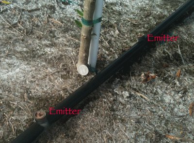 Drip_Irrigation_Williams.png