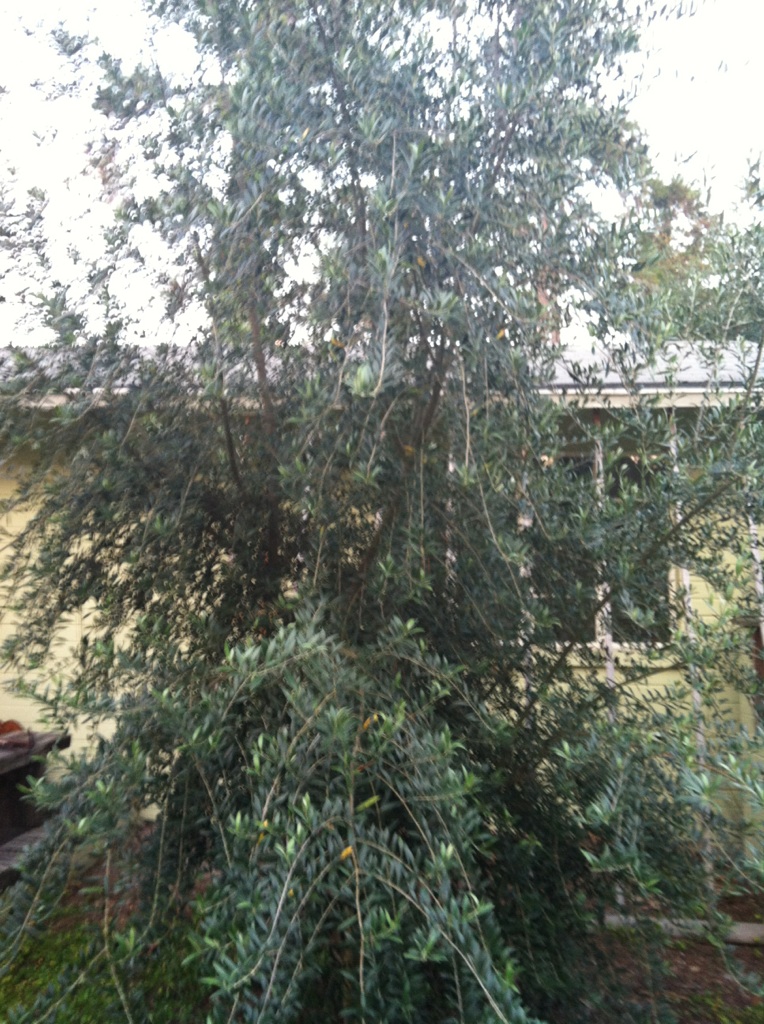 Gainesville-FL_olive1.jpg