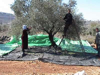 family_harvesting_olives.jpg