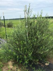 Grignan FOC #0517 UF/IFAS W FL