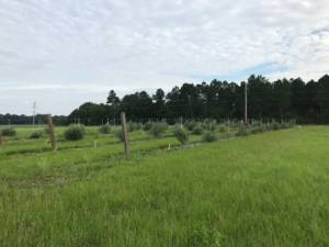 Olive Test Plot UF/IFAS West FL - 2017