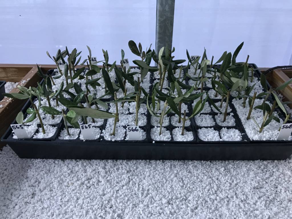 How to Root Olive Trees Sustainable Olive Production in Florida