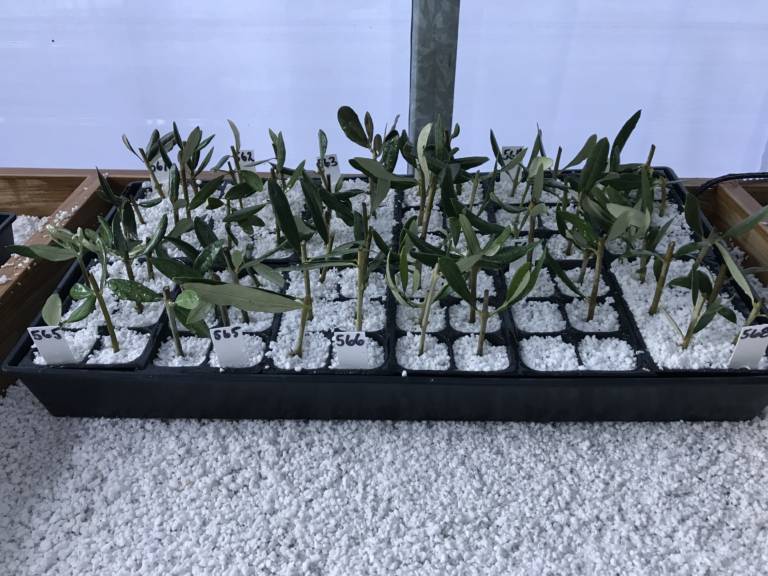 How to Root Olive Trees Sustainable Olive Production in Florida