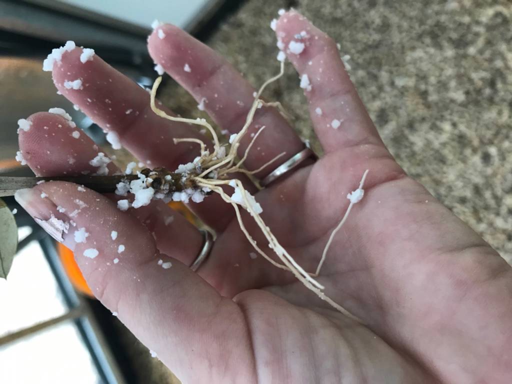 Olive cuttings stuck June 21, 2018 at FOC LaCrosse - 3" roots in 42 days