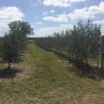 Olive Test Plot - UF Citra
