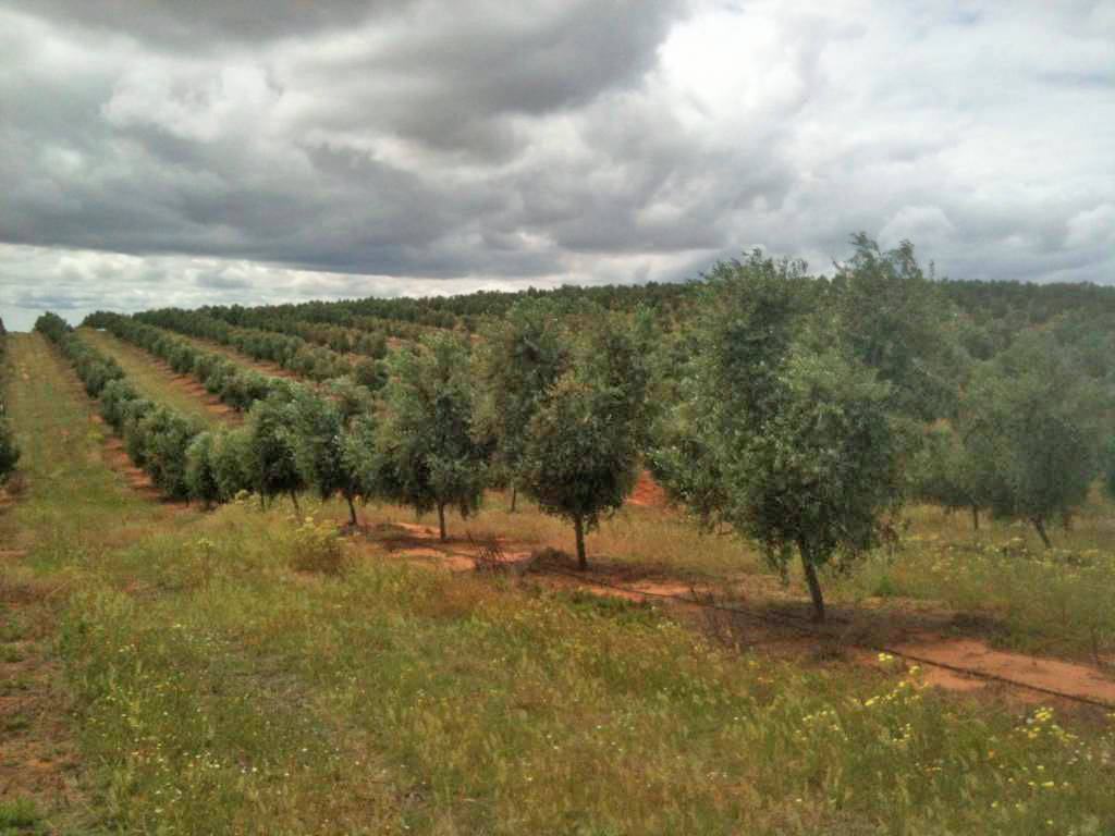 irrigation-olive-trees