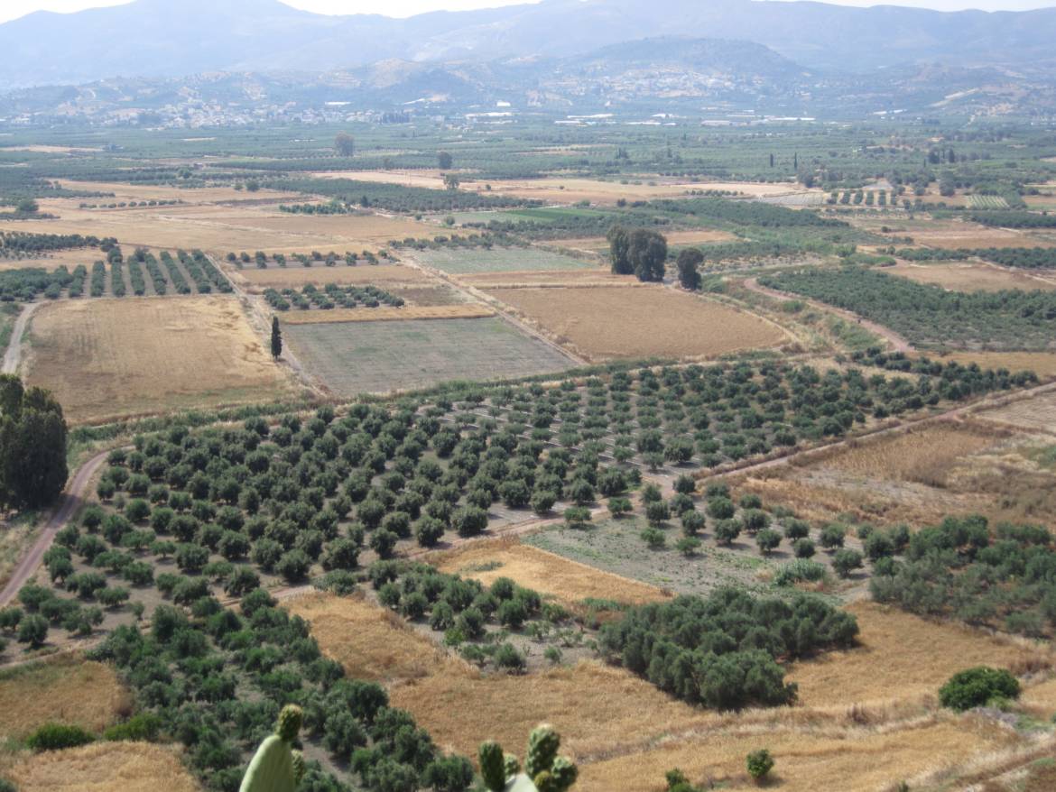 Olives-on-Crete.jpg