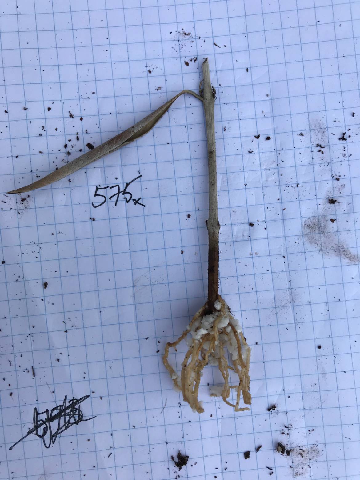 575-root-but-leaf-dead.jpeg