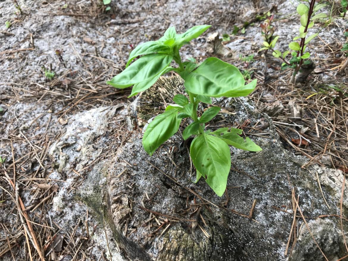 Basil-Grow-in-Tree-stump-cottage2018.jpeg