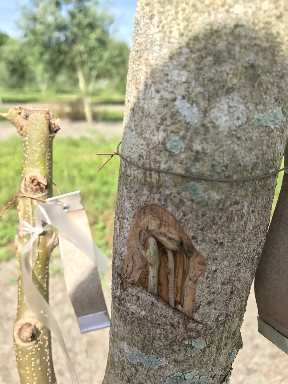 Budding-Technique-1-live-1-dead.jpg