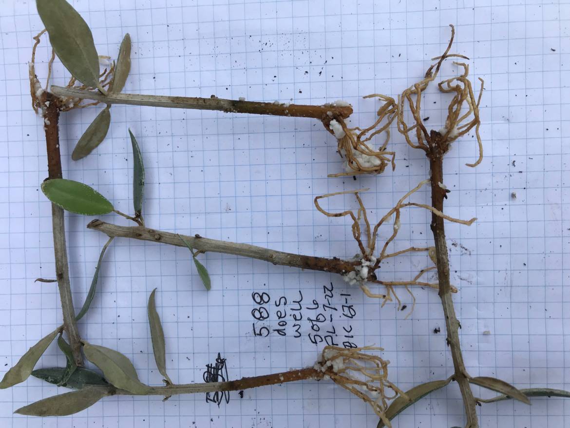 CU-Group-rooted-cuttings.jpeg