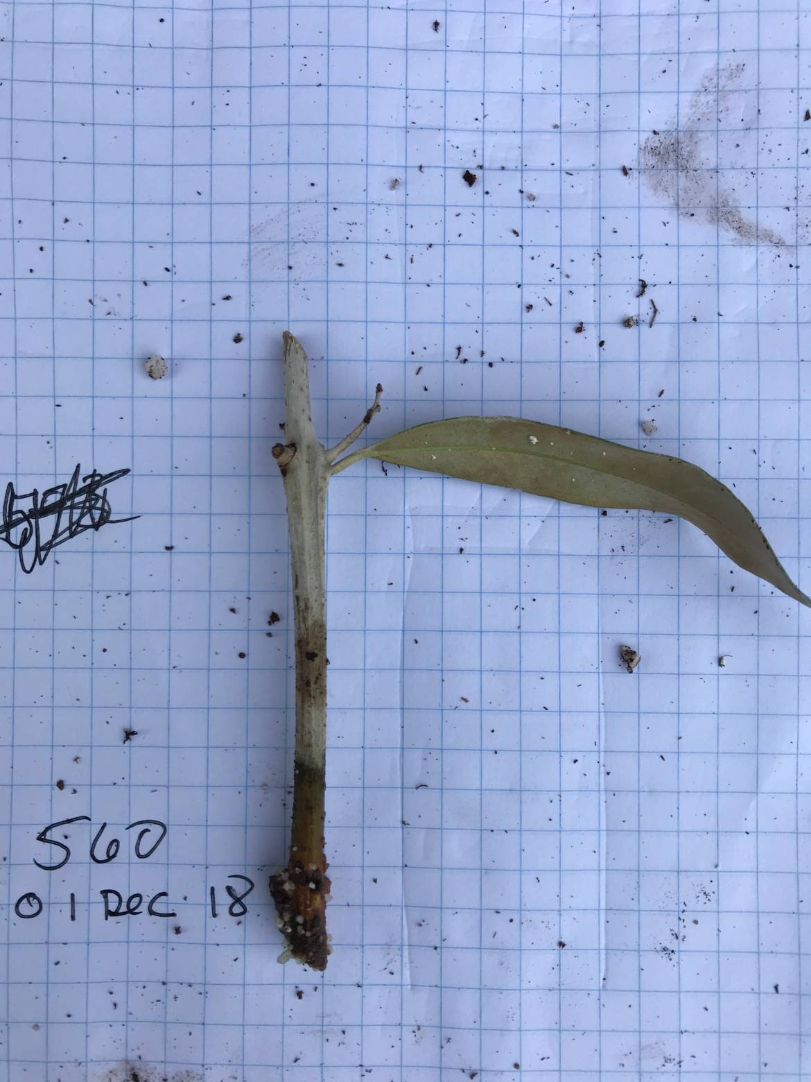 CU-leaf-but-no-root.jpeg