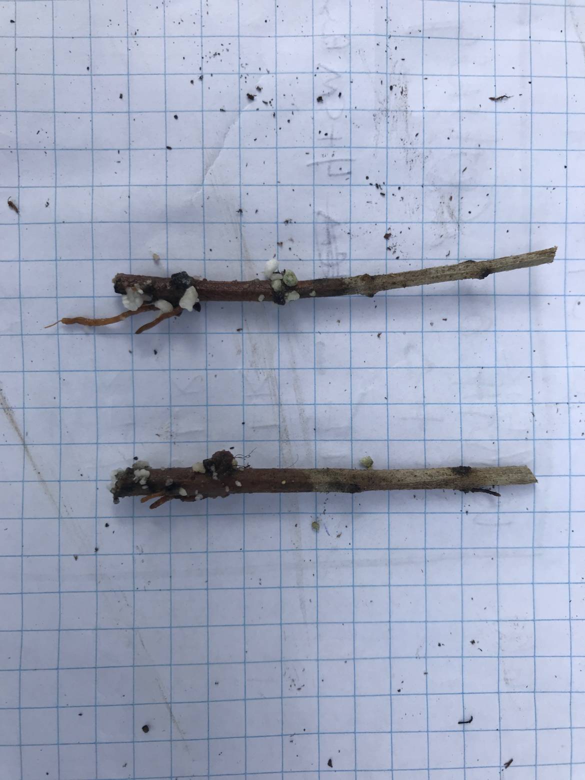 CU-small-failed-root.jpeg