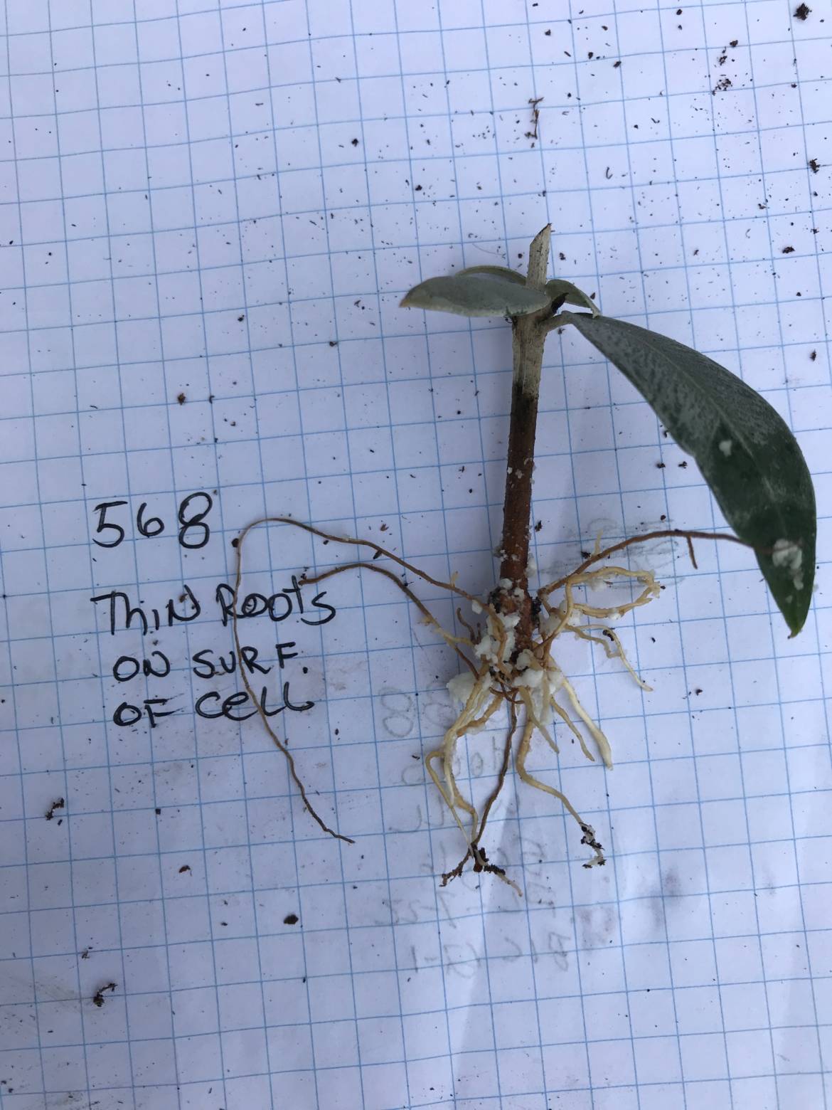 CU-thin-root-climbing.jpeg