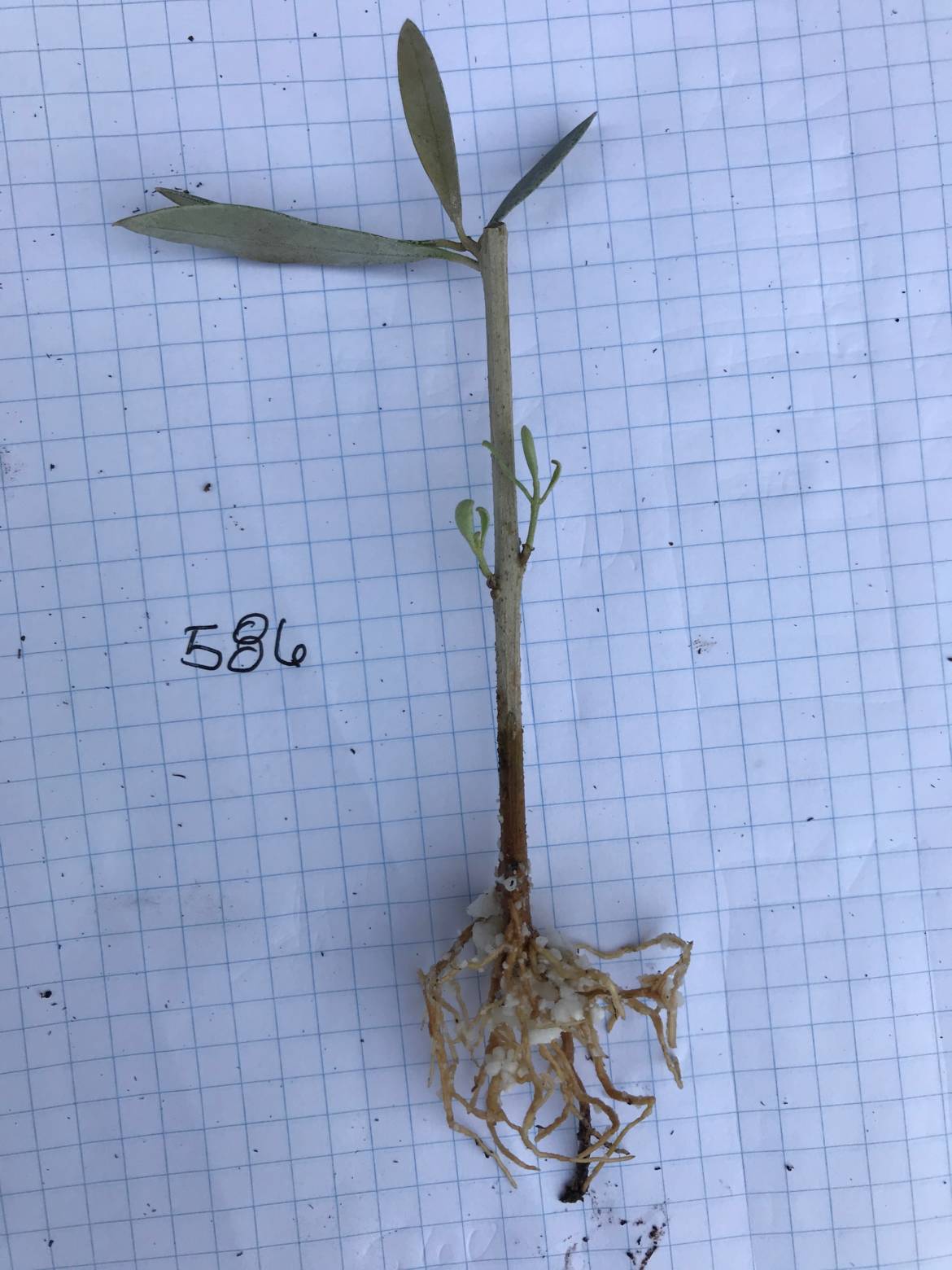 F586-new-growth-.jpeg