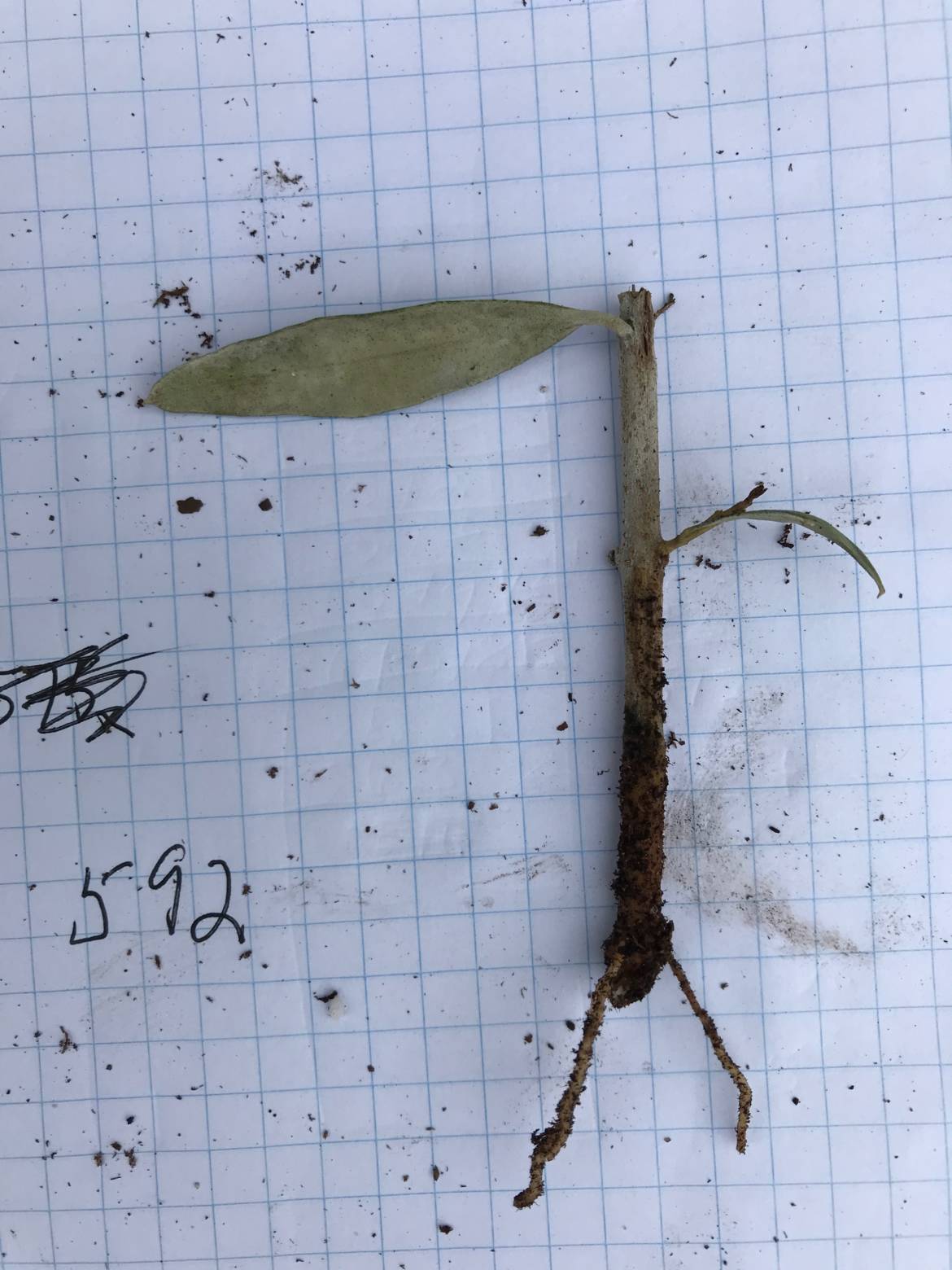 F592-2-sm-roots.jpeg