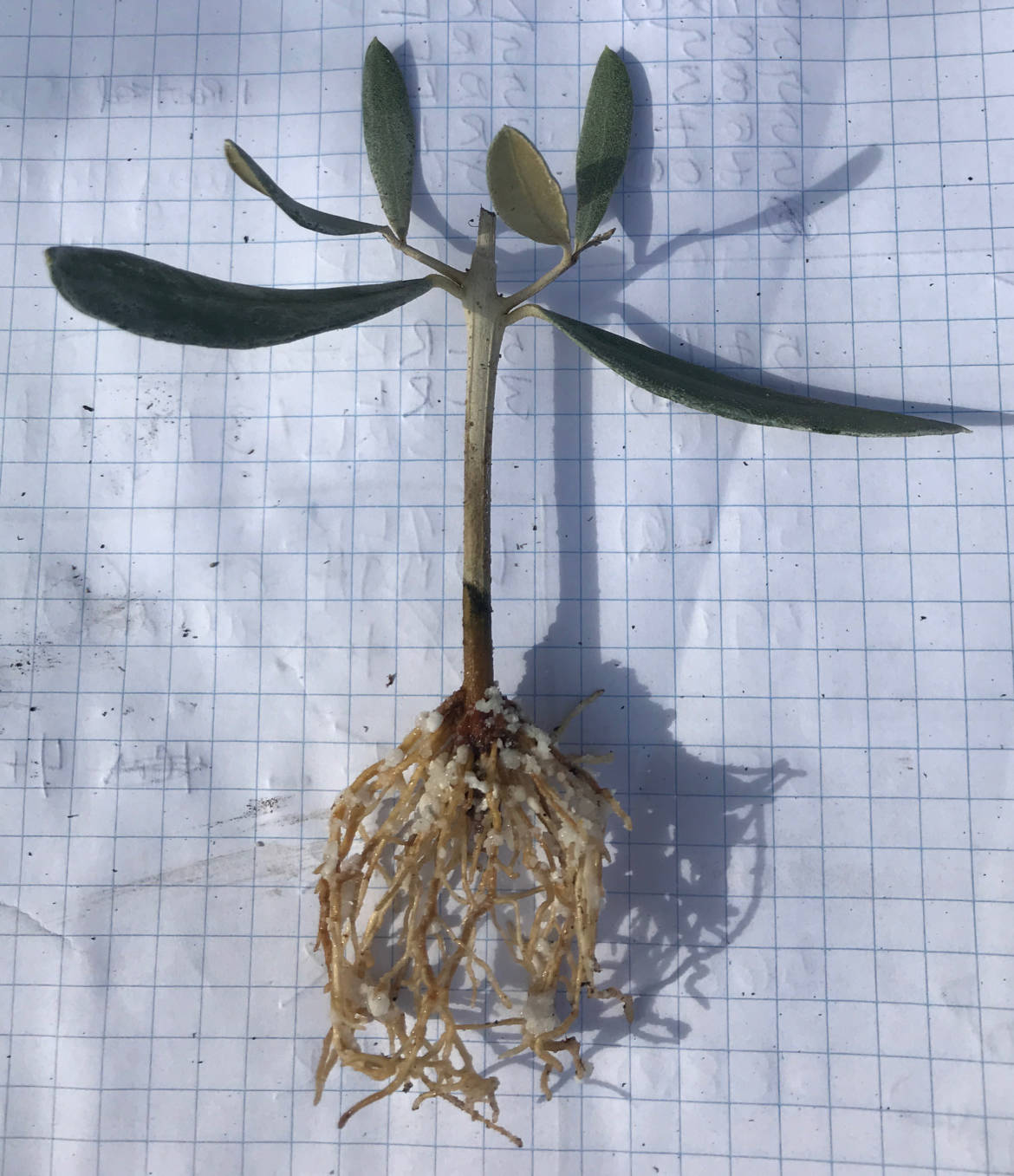 FOC572-XCU-root-2018.jpg