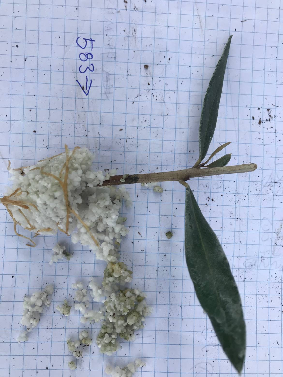 FOC583-roots-w-pearlite.jpeg