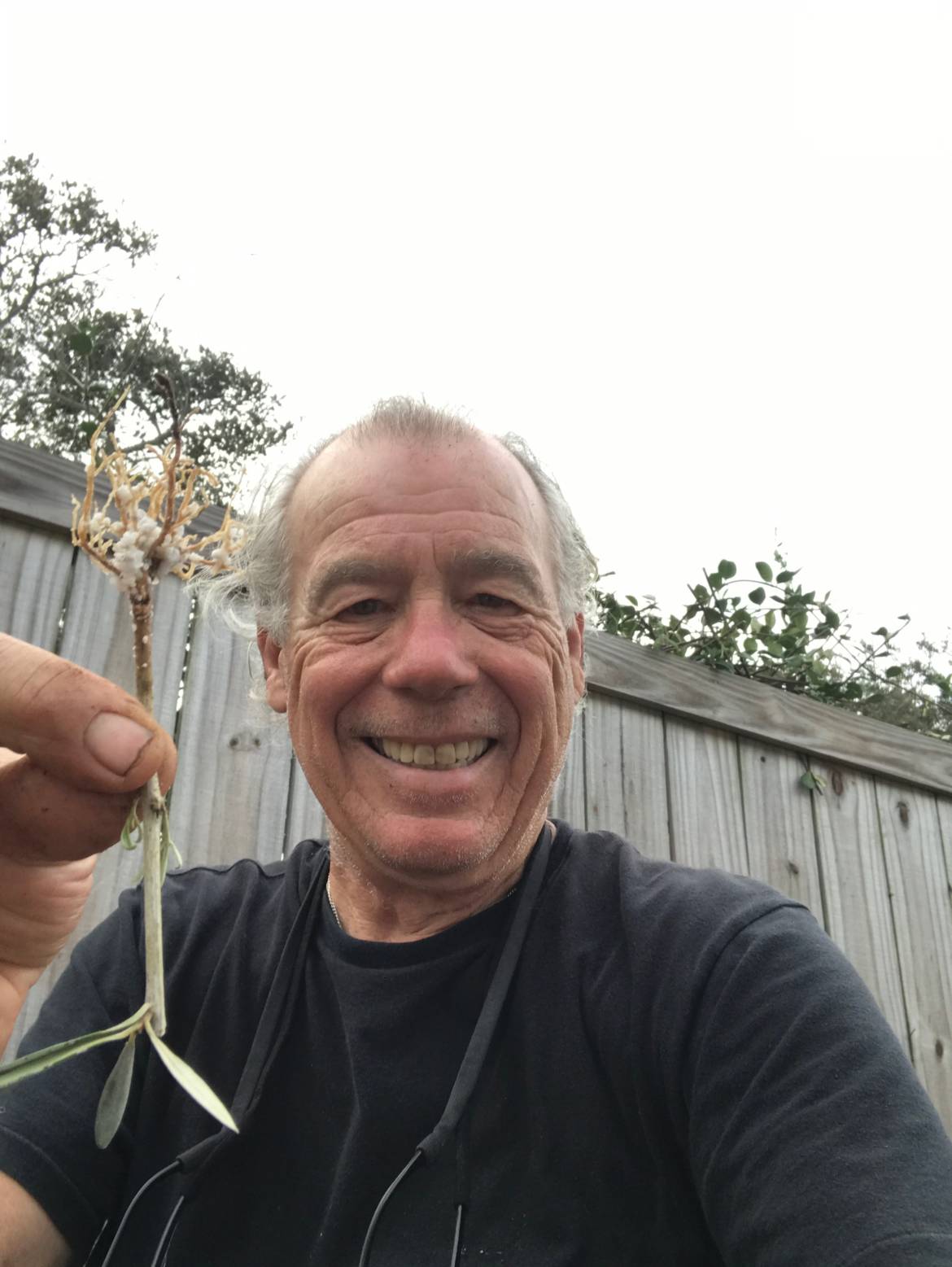 MOG-w-rooted-cuttings-2018.jpeg
