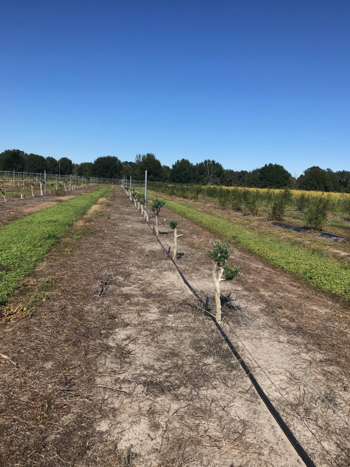 MS-Wauchula-graft-row.jpeg
