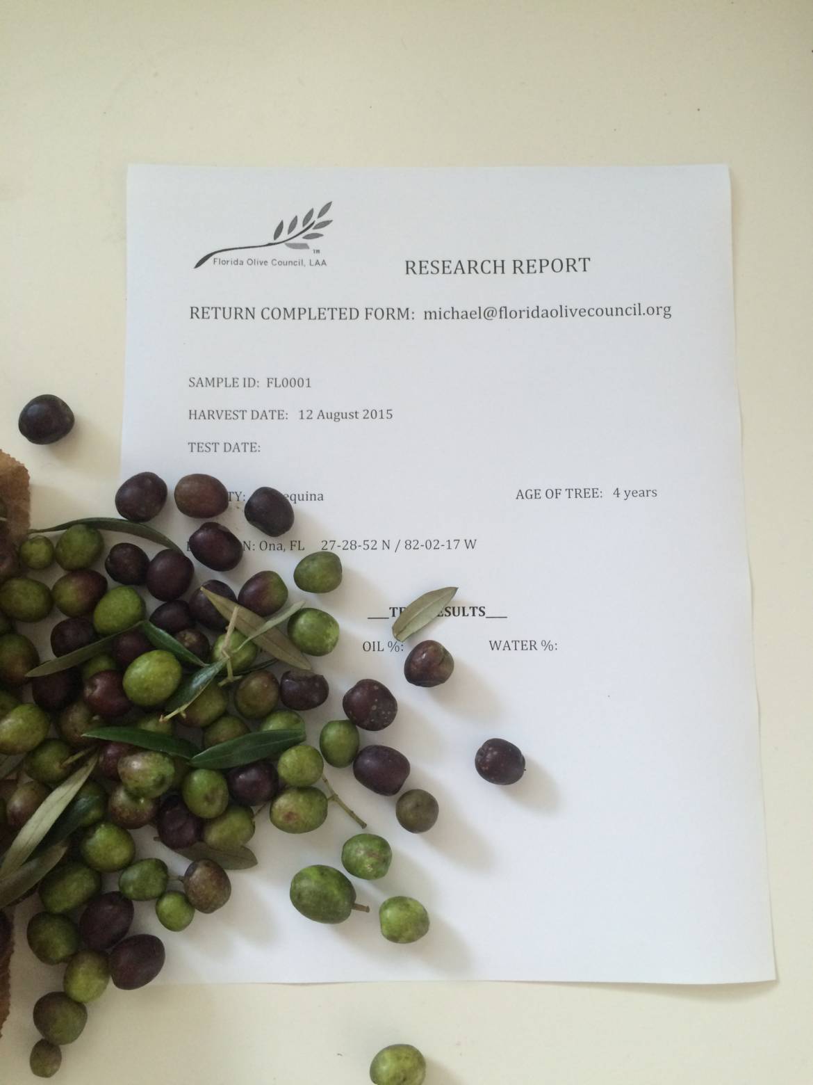 Olives-and-Field-Report.jpg