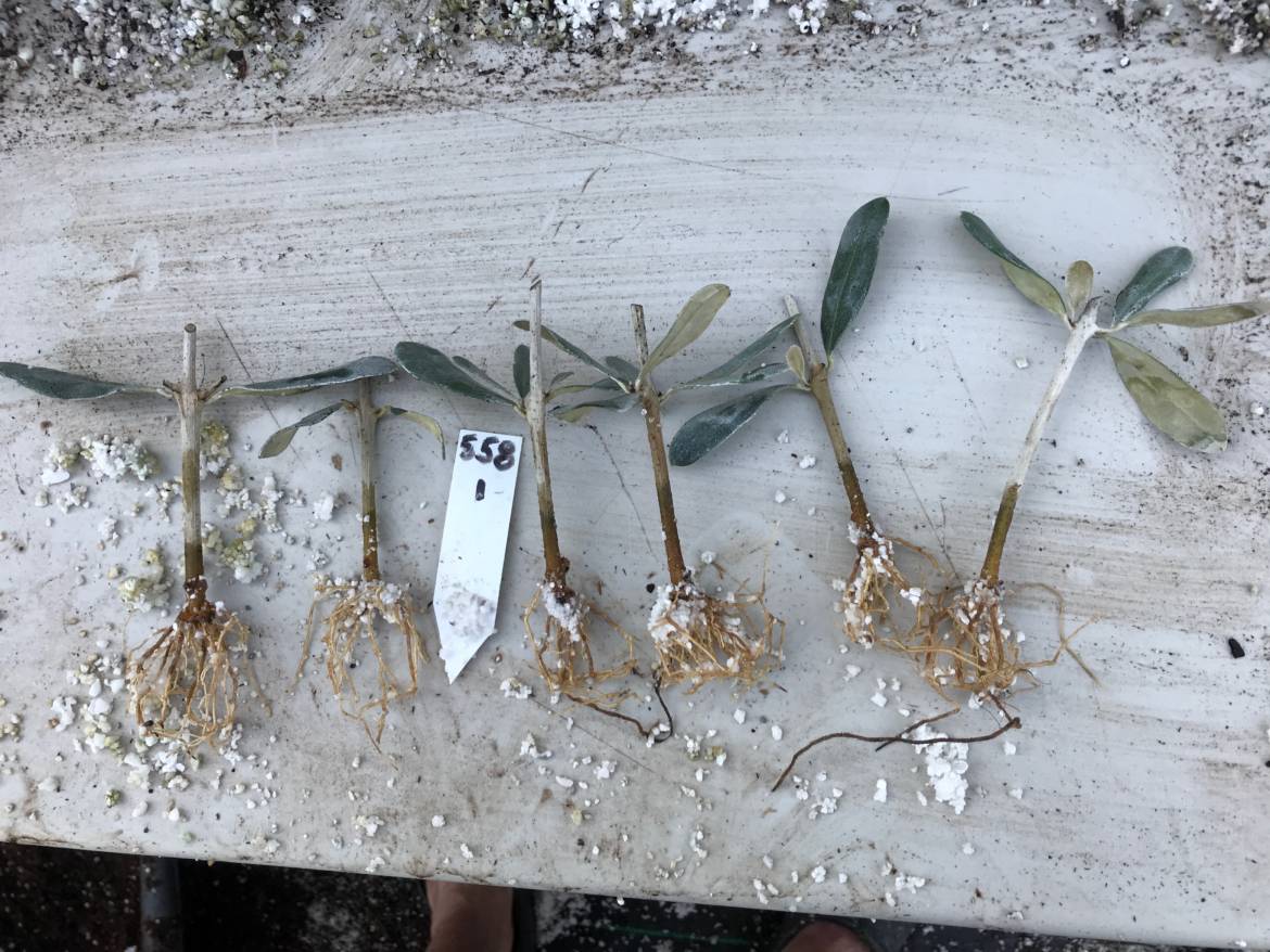Row-rooted-cuttings.jpeg