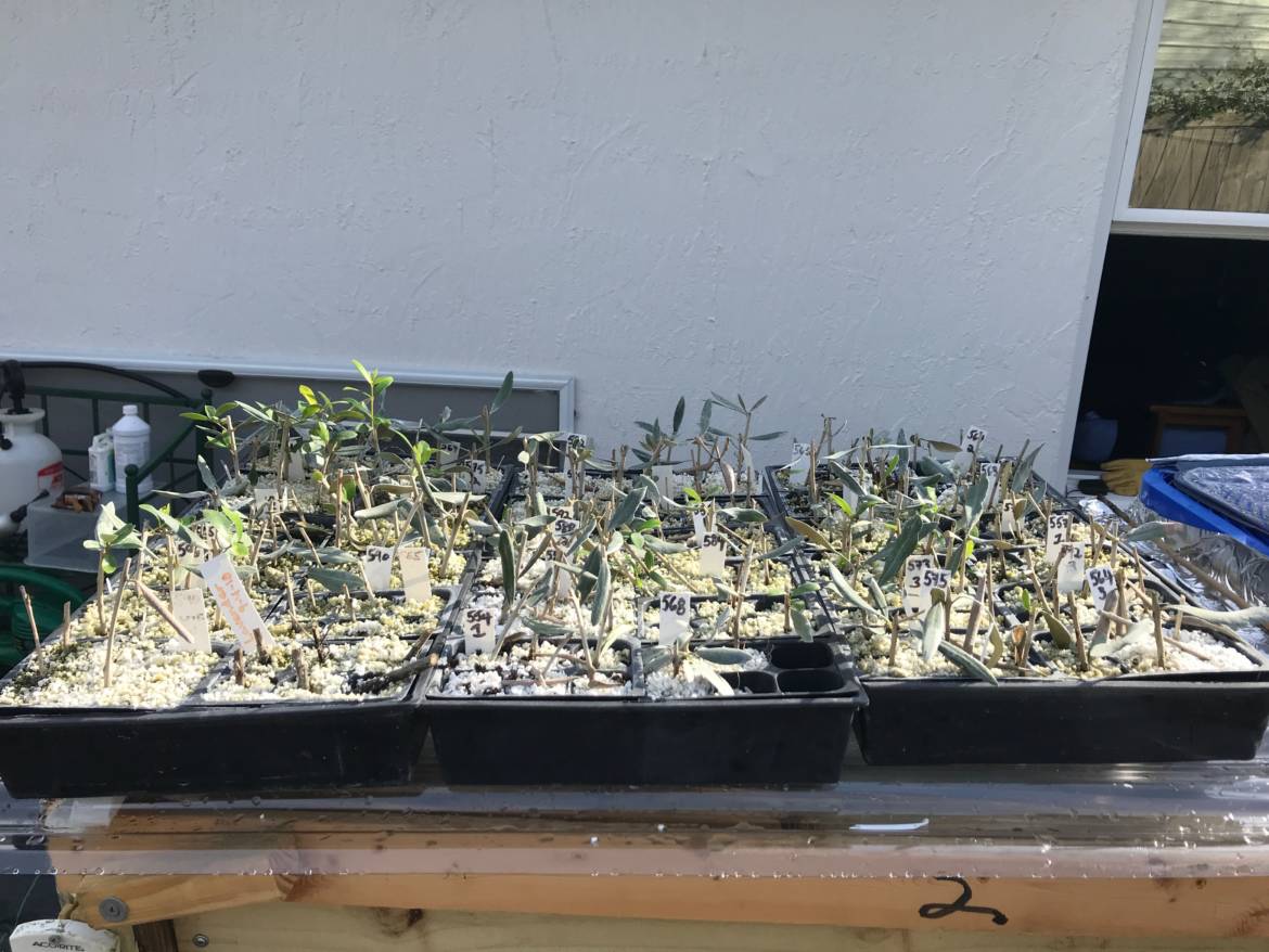 Trays-2018-before-xplant.jpeg