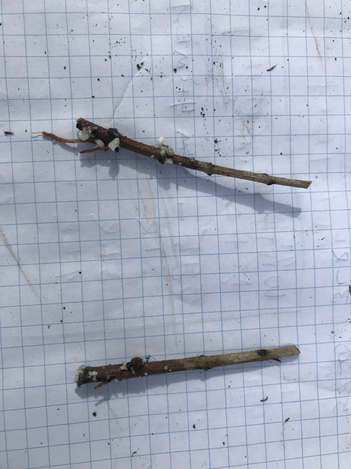 small-roots-failed.jpeg
