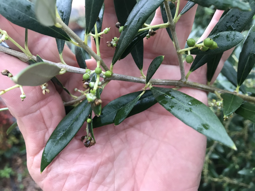 Olive-bloom-StAug2019-1.jpg