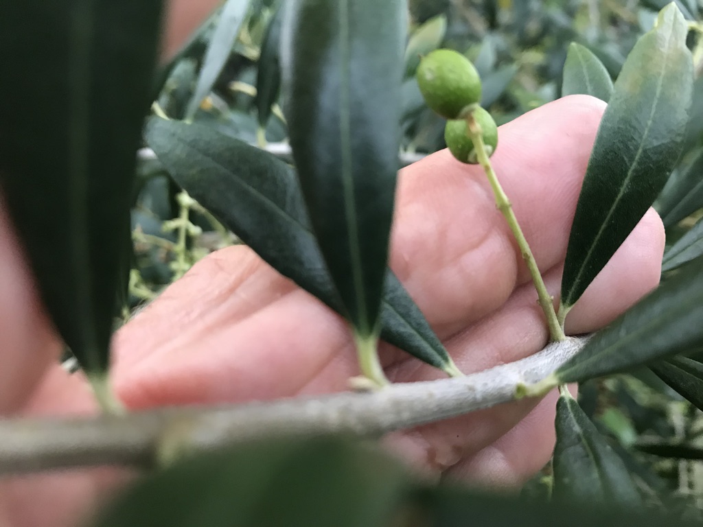 Olive-bloom-StAug2019-2.jpg