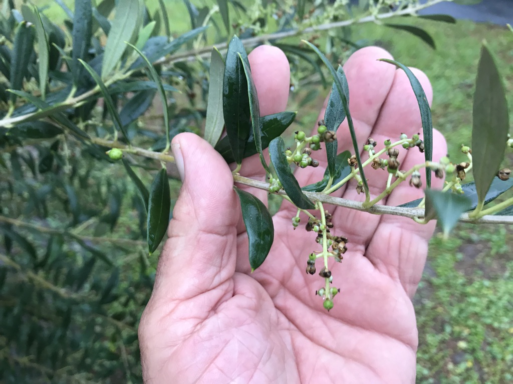 Olive-bloom-StAug2019.jpg