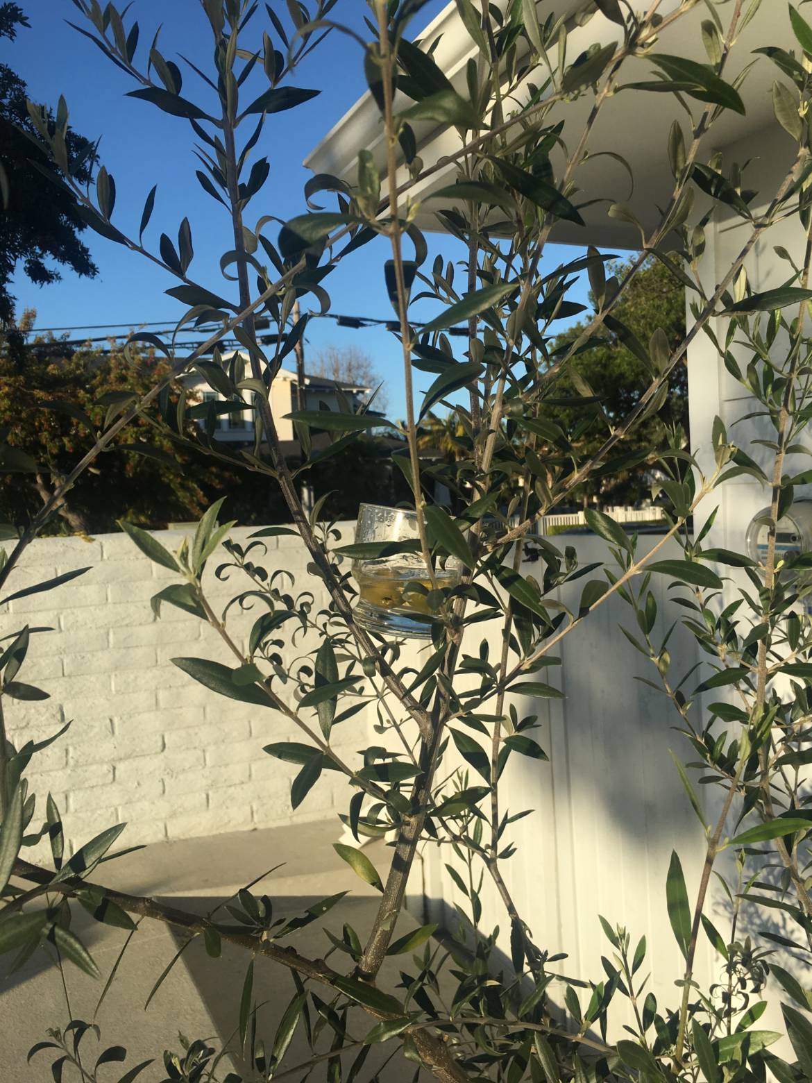 Phillips-Martini-Tree.jpg
