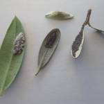 Army worm eggs on olive leaf