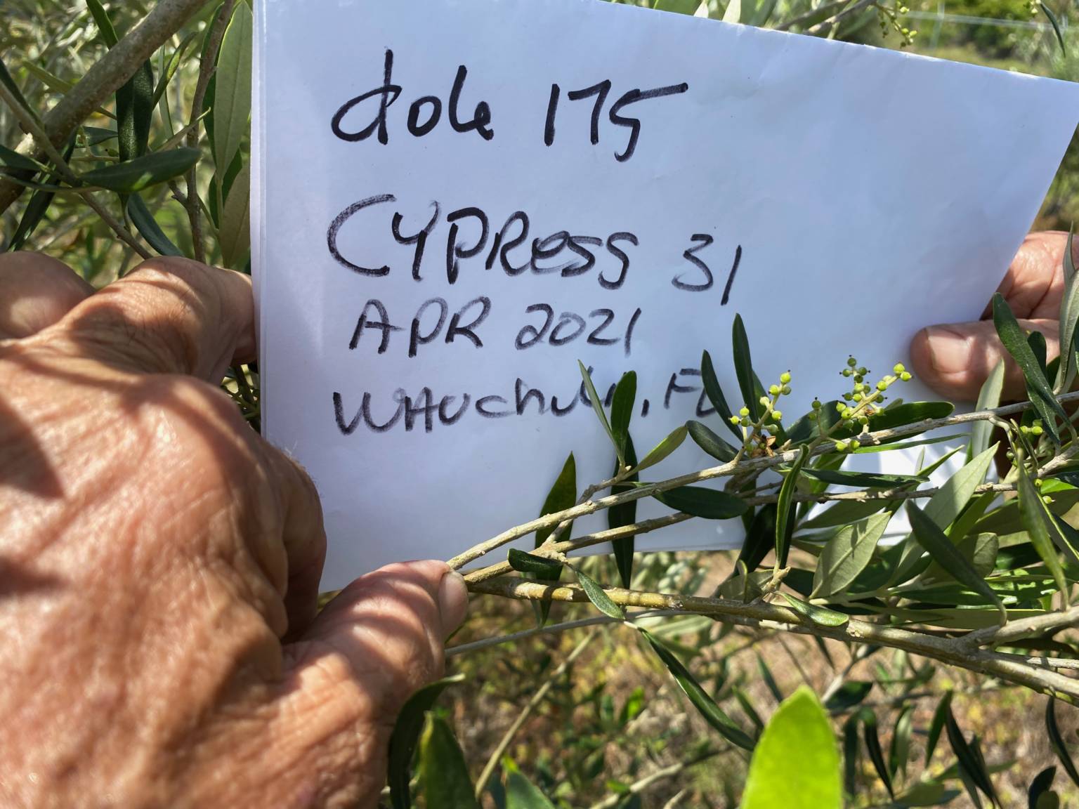 Sustainable Olive Production in Florida